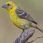 image of bird
