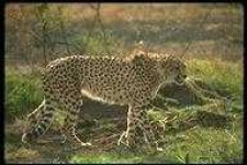 image of animal