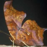 image of animal