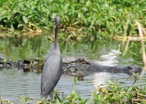 image of little_blue_heron