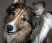 image of shetland_sheepdog