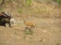 image of patas