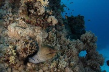 image of eel