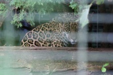 image of jaguar_car