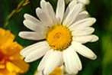 image of daisy
