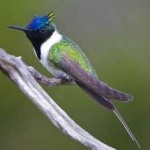 image of bird
