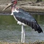 image of marabou_stork