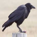 image of bird
