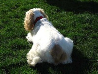 image of cocker_spaniel #12