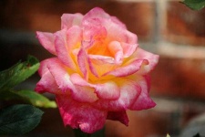 image of rose #8