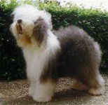 image of old_english_sheepdog #18