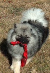 image of keeshond #16