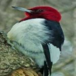 image of red_headed_woodpecker #19