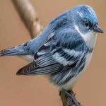 image of bird