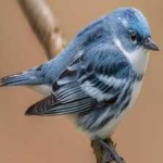 image of cerulean_warbler #16