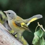 image of bird