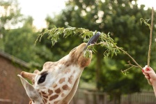 image of animal