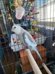 image of cockatiel