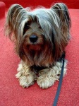 image of silky_terrier #18
