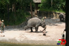 image of indian_elephant