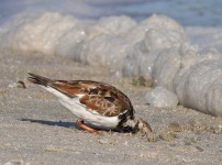 image of ruddy_turnstone
