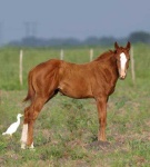 image of sorrel