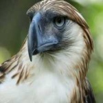 image of bird