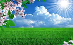image of sunny