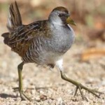 image of bird