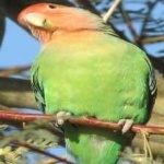 image of bird