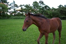 image of animal