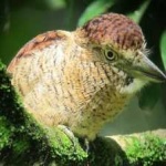 image of bird