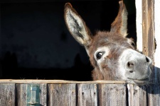 image of donkey #41