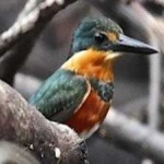 image of bird