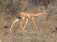 image of gerenuk