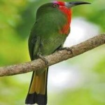 image of bird
