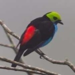 image of bird