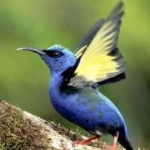 image of bird