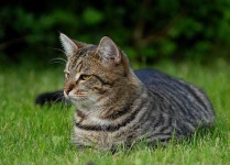 image of tiger_cat