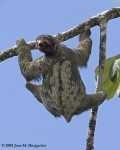 image of three_toed_sloth