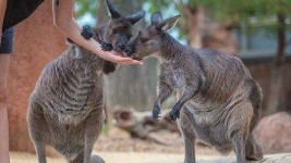 image of animal
