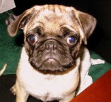 image of pug