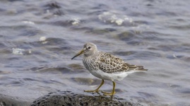 image of animal