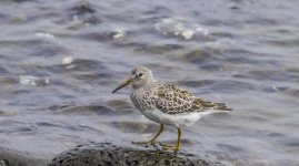 image of sandpiper #6