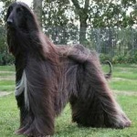 image of animal