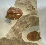 image of trilobite