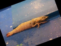image of fish