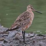 image of bird