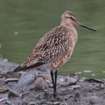 image of bar_tailed_godwit #12