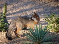 image of grey_fox